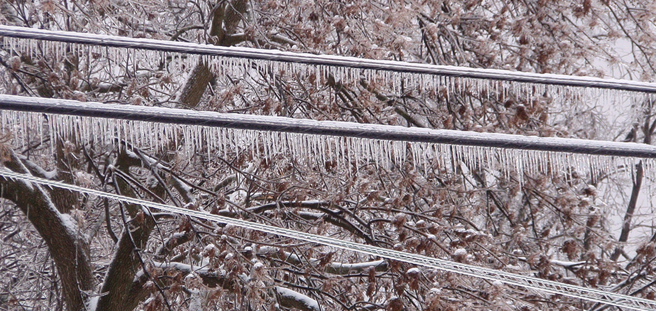 Icicles hanging from power lines and a tree in the background.